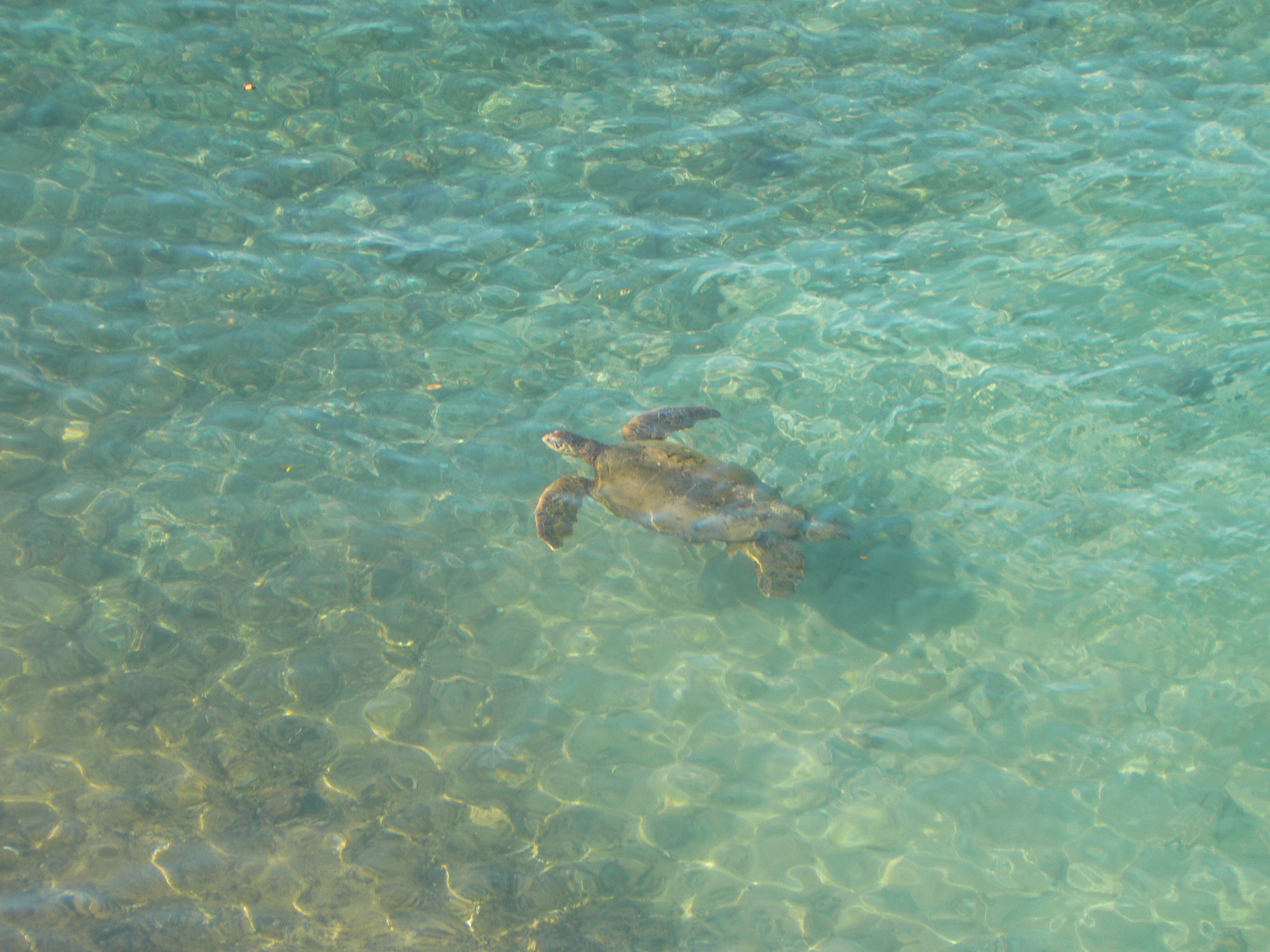 Watch for Turtles, Whales, Seals and Dolphins