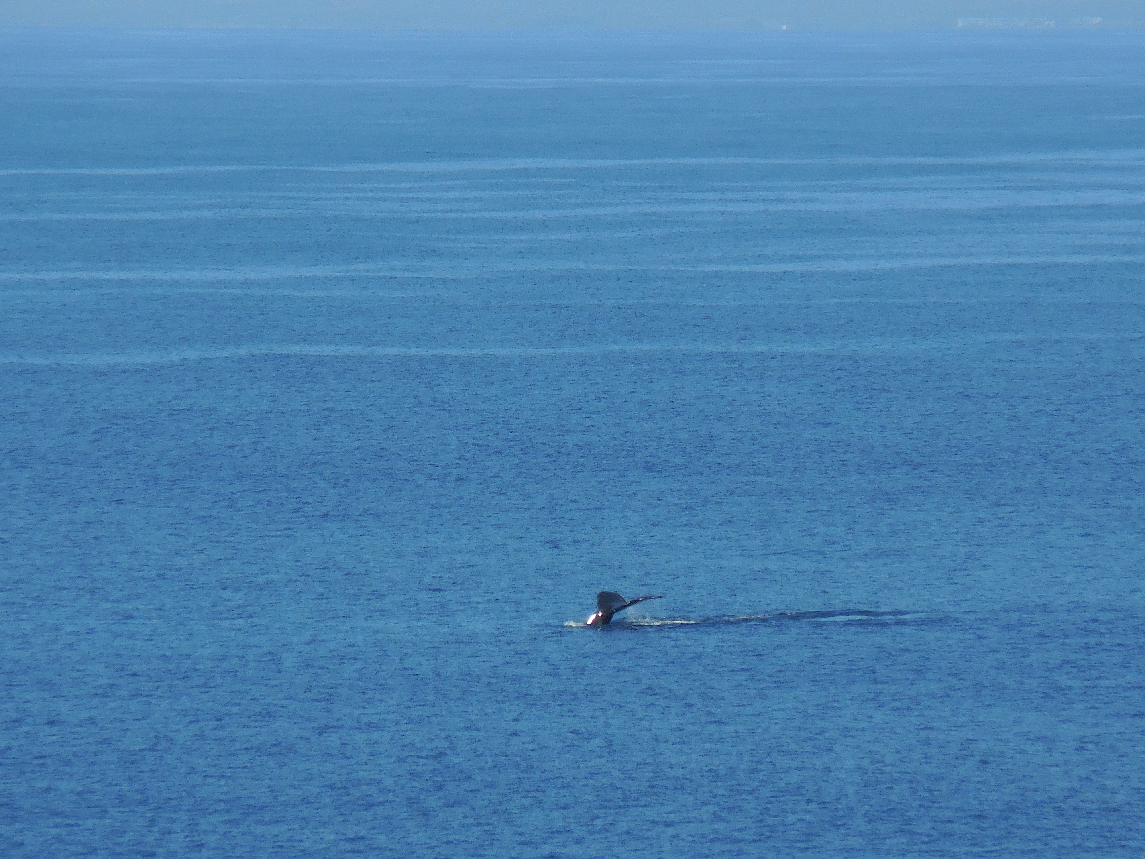 Watch Whales Wave to You from Maui Kai 806