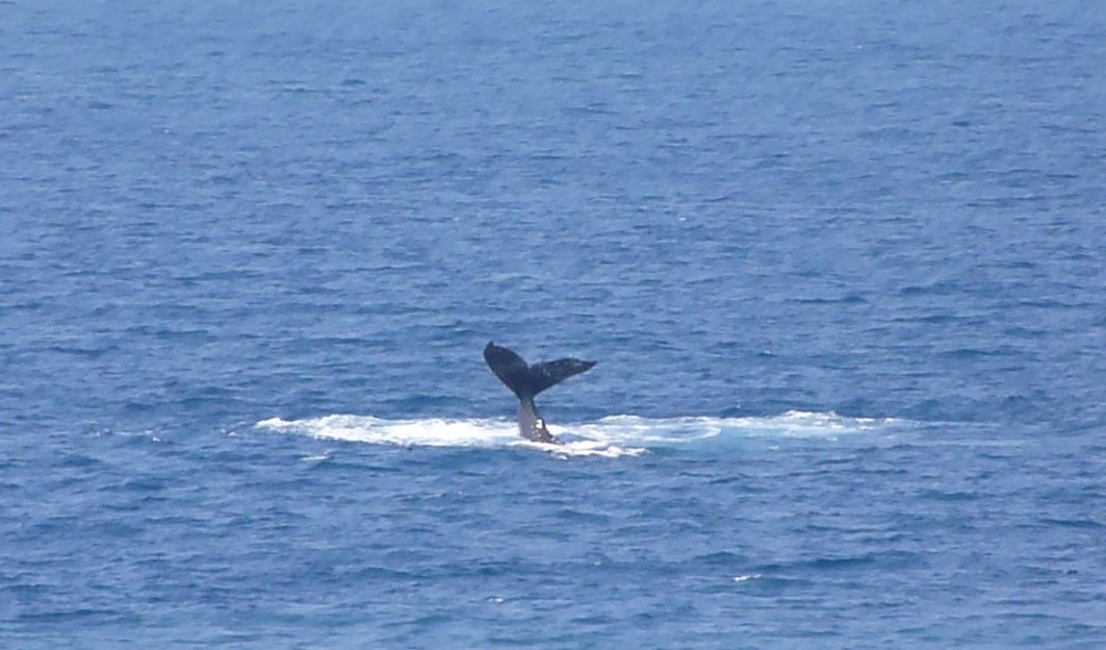 Humpback whale tail fluke visible from Maui Kai 806 lanai